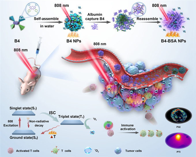 北大口腔王宇光团队《Advanced Materials》:蛋白质衍生超分子介导的癌症光学诊疗